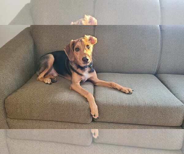 Medium Photo #1 Mutt Puppy For Sale in Forest, VA, USA