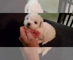 Morkie-Poodle (Miniature) Mix Puppy for sale in AMITY, AR, USA