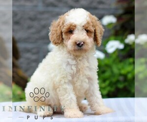 Poodle (Miniature) Puppy for sale in LEOLA, PA, USA