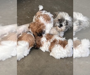 Father of the Maltipoo-Shih Tzu Mix puppies born on 09/28/2023