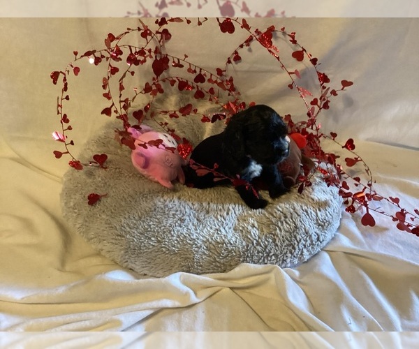 Medium Photo #1 Cocker Spaniel Puppy For Sale in CADDO, OK, USA