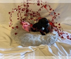 Cocker Spaniel Puppy for sale in CADDO, OK, USA