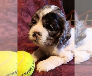 Cocker Spaniel Puppy for sale in WATERTOWN, NY, USA
