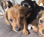 Small Photo #42 Dachshund Puppy For Sale in SAINT CLOUD, FL, USA