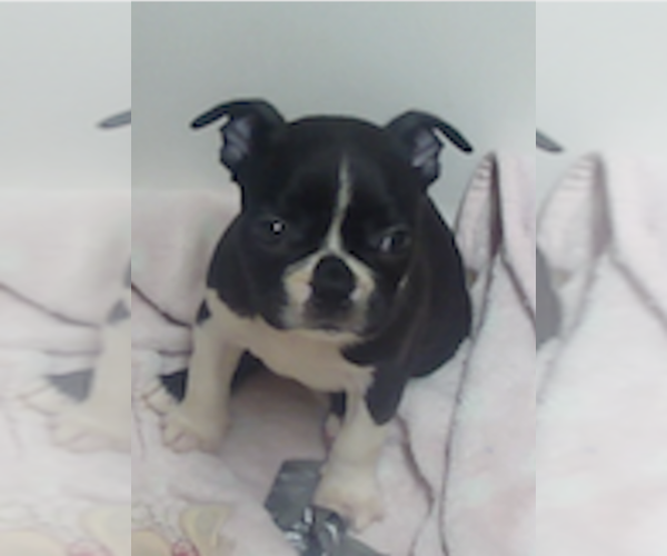 Medium Photo #1 Boston Terrier Puppy For Sale in CRKD RVR RNCH, OR, USA