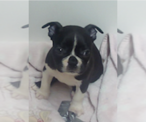 Boston Terrier Puppy for sale in CRKD RVR RNCH, OR, USA