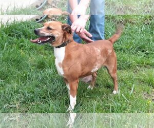 Labrador Retriever-Unknown Mix Dogs for adoption in Scottsboro, AL, USA