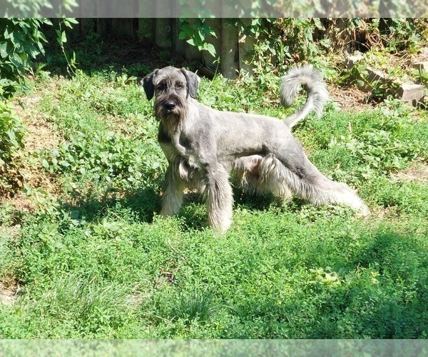 Medium Photo #9 Schnauzer (Giant) Puppy For Sale in Hatvan, Heves, Hungary