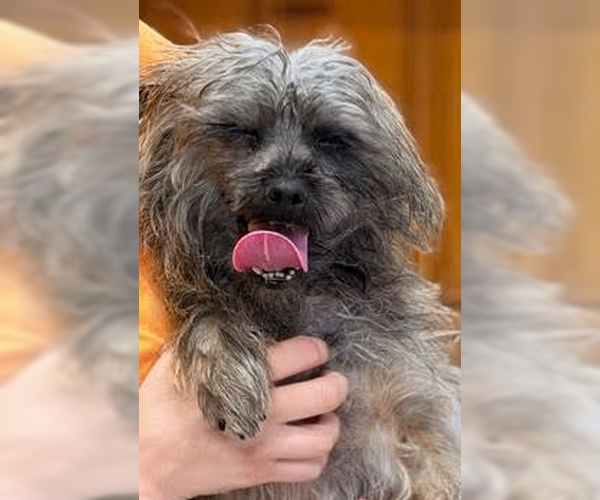 Medium Photo #1 Mutt Puppy For Sale in Raleigh, NC, USA