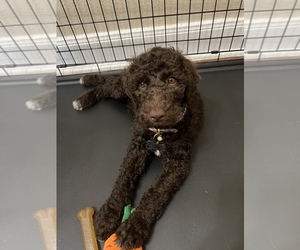 Labradoodle Puppy for sale in HOUSTON, TX, USA