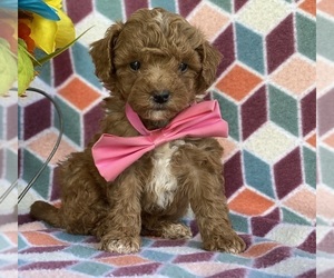 Poodle (Toy) Puppy for sale in LANCASTER, PA, USA