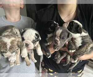 English Bulldog Puppy for Sale in WILLIAMSBURG, Ohio USA