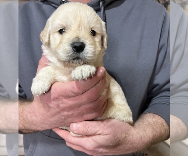 Medium Photo #1 Golden Retriever Puppy For Sale in ALPENA, MI, USA