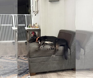Milo - Male Mutt Dog for Adoption - Photo #4