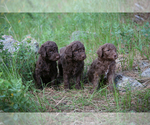 Small Photo #1 Poodle (Standard) Puppy For Sale in COLUMBUS, NE, USA