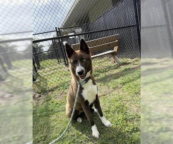 Medium Photo #3 Akita-Border Collie Mix Puppy For Sale in Houston, TX, USA