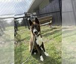 Small #2 Akita-Border Collie Mix
