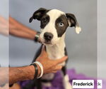 Small American Pit Bull Terrier-Border Collie Mix