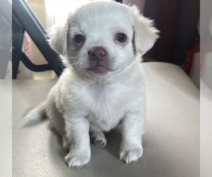 Papillon Puppy for sale in MONTEREY PARK, CA, USA