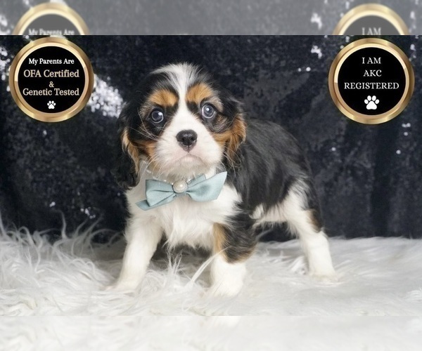 Medium Photo #71 Cavalier King Charles Spaniel Puppy For Sale in WARSAW, IN, USA