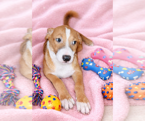 Labrador Retriever Dogs for adoption in San Diego, CA, USA