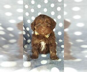 Aussie-Poo Puppy for sale in LANCASTER, PA, USA