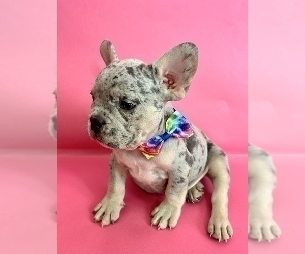 Medium Photo #11 French Bulldog Puppy For Sale in COLUMBUS, OH, USA