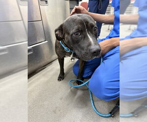 Presa Canario-Unknown Mix Dogs for adoption in Forestville, MD, USA