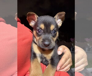 German Shepherd Dog-Unknown Mix Dogs for adoption in The Woodlands, TX, USA