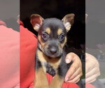 Breezy Skies - Male German Shepherd Dog-Unknown Mix Dog for Adoption - Small photo