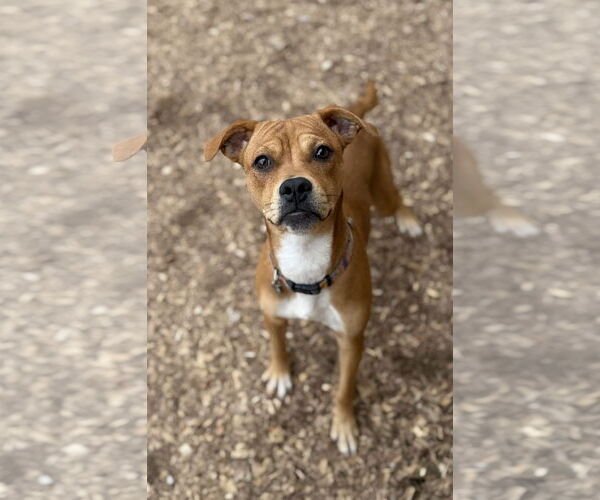 Medium Photo #3 Brug Puppy For Sale in Corning, AR, USA