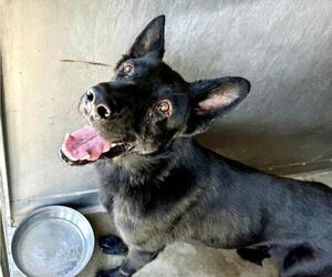 German Shepherd Dog Dogs for adoption in San Bernardino, CA, USA