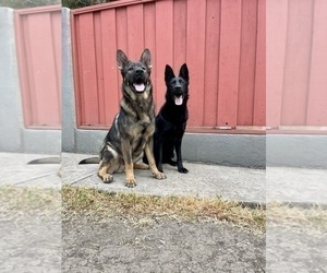 German Shepherd Dog Puppy for sale in HAYWARD, CA, USA