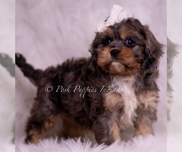 Medium Photo #5 Cavapoo (Miniature) Puppy For Sale in WARSAW, IN, USA