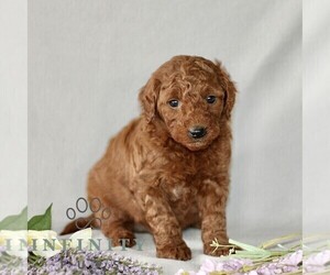 Goldendoodle (Miniature) Puppy for sale in GORDONVILLE, PA, USA