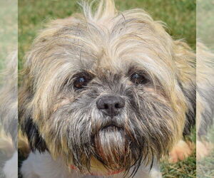 Shih Tzu Dogs for adoption in Huntley, IL, USA