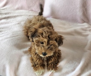 Medium Havanese