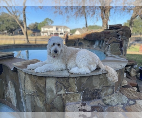 Medium Photo #1 Goldendoodle Puppy For Sale in SUGAR LAND, TX, USA