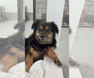 Jazzy 2094 - Male Mutt Dog for Adoption - Photo #4