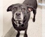 Small #1 Labrador Retriever Mix