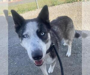 Siberian Husky Dogs for adoption in Woodland, CA, USA