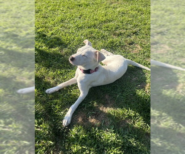 Medium Photo #2 Labrador Retriever-Unknown Mix Puppy For Sale in Oakhurst, NJ, USA
