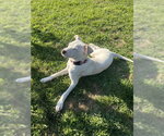 Small #1 Labrador Retriever Mix