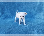Small Photo #7 Chihuahua-Unknown Mix Puppy For Sale in San Francisco, CA, USA