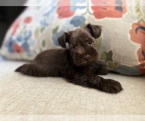 Schnauzer (Miniature) Litter for sale in CHESTERFIELD, SC, USA