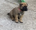 Small Photo #1 Belgian Malinois Puppy For Sale in BURNINGTOWN, NC, USA