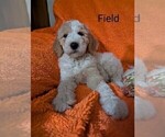 Puppy Field Goldendoodle