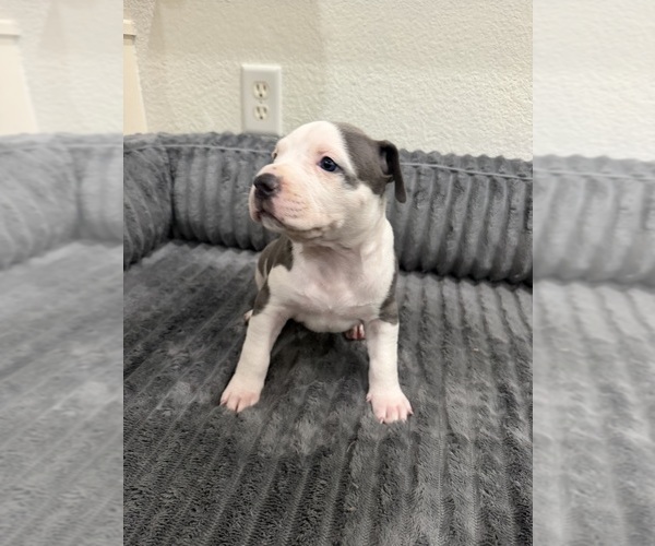 Medium Photo #4 American Pit Bull Terrier Puppy For Sale in GRAVETTE, AR, USA