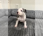 Small #3 American Pit Bull Terrier