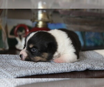 Small #14 Pembroke Welsh Corgi